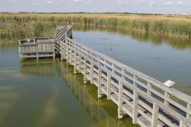 A boardwalk at the Leonabelle Turnbull Birding Center