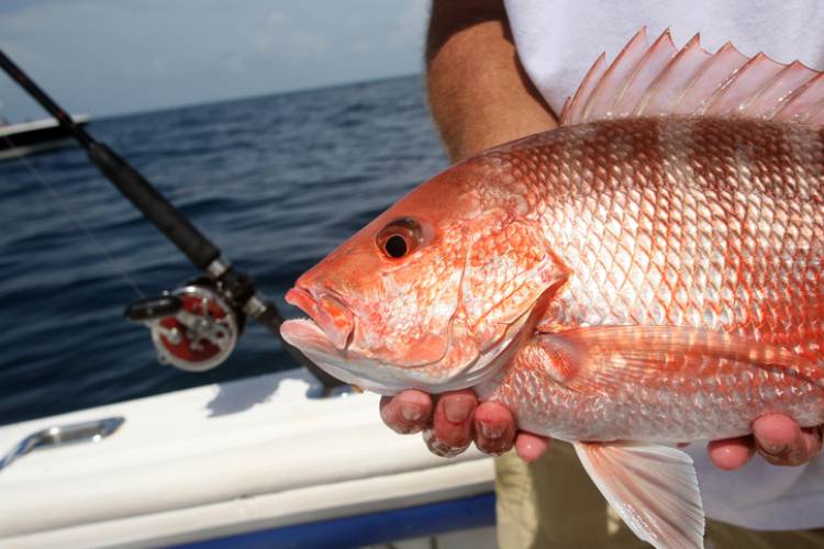 A fishermen holds up a red snapper