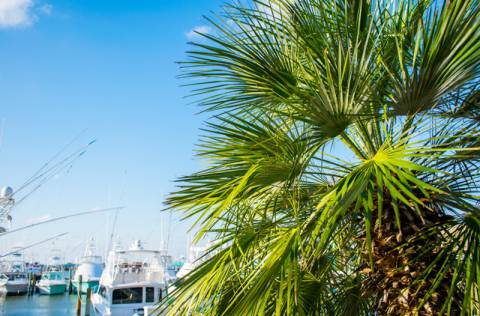 Enjoy all of the activities that await in Port Aransas Enjoy all of the activities that await in Port Aransas