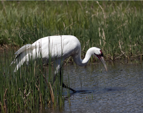 birdwatching in texas birdwatching in texas